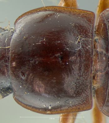 Media type: image;   Entomology 5885 Aspect: pronotum dorsal